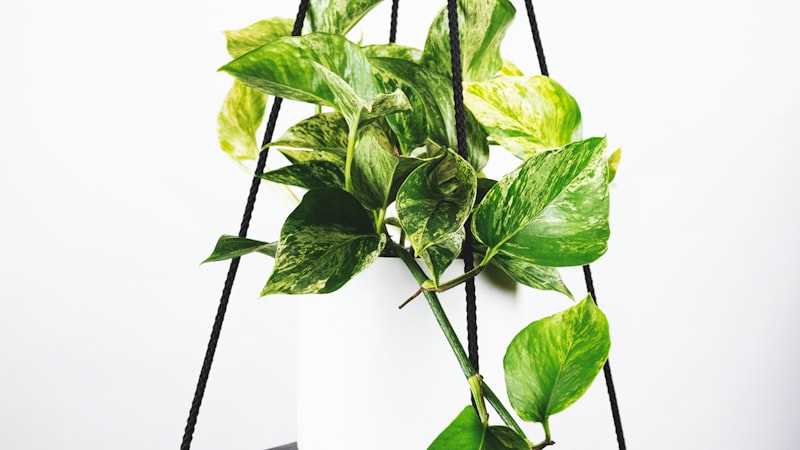 阿根廷队与法国队在世界杯决赛中激烈对抗的球场画面